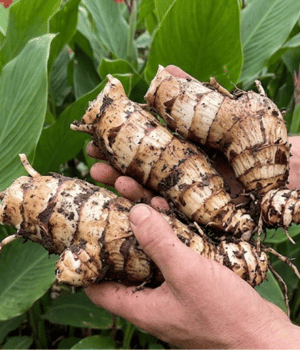 Achira - Vegetables that Start with A