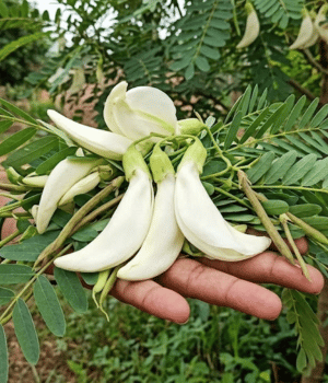 Agati - Vegetables that Start with A