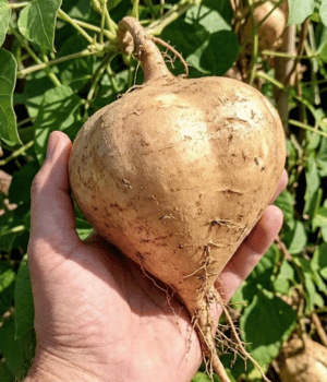 Ahipa - Vegetables that Start with A