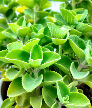 Ajwain - Herbs That Start With A