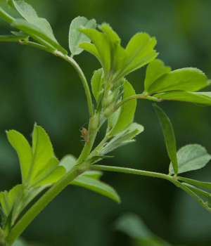 Alfalfa - Herbs That Start With A
