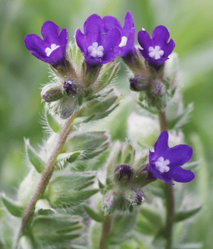 Alkanet - Herbs That Start With A