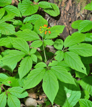 American Ginseng - Herbs That Start With A
