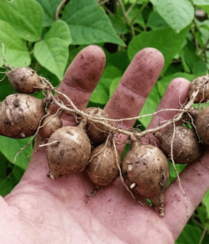 American Groundnut - Vegetable that Beginning with A
