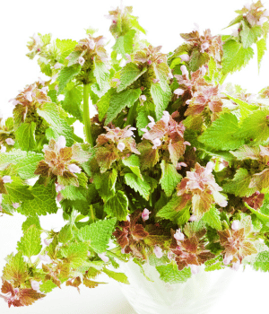 American Horehound - Herbs That Start With A
