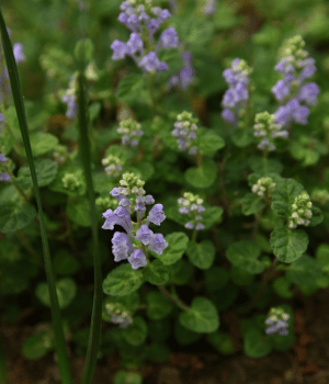 American Skullcap - Herbs Starting With A