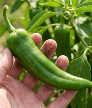 Anaheim Pepper - Vegetable that Beginning with A