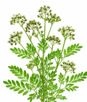 Anamu - Herbs Starting With A
