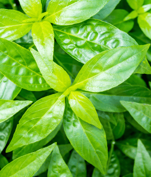 Andrographis - Herbs Starting With A