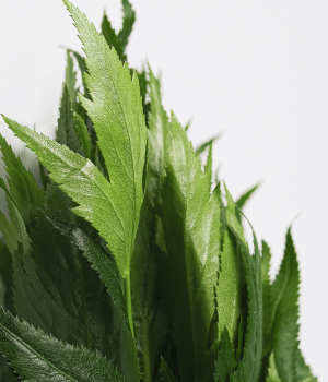 Angelica - Herbs Starting With A