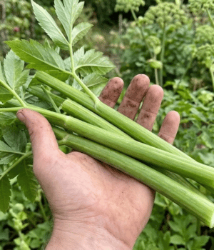 Angelica - Vegetable that Beginning with A