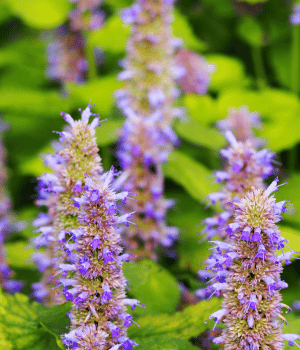 Anise Hyssop - Herb Names Begins With A