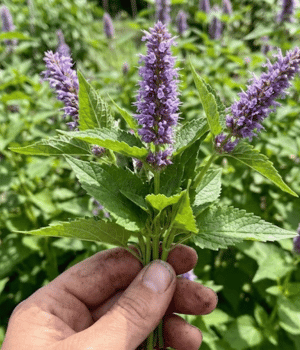 Anise Hyssop - Vegetable that Beginning with A