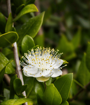 Anise Myrtle - Spice Names Begin With A