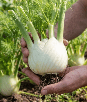 Anise - Vegetable that Beginning with A