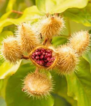 Annatto - Spice Names Begin With A