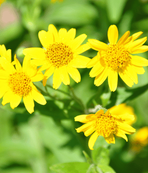 Arnica