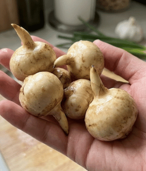 Arrowhead - Vegetable that Start with A