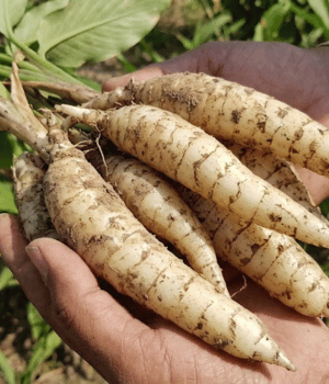 Arrowroot - Vegetable that Start with A