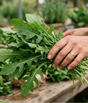 Arugula - Vegetable that Start with A