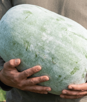 Ash Gourd - Vegetable that Start with A