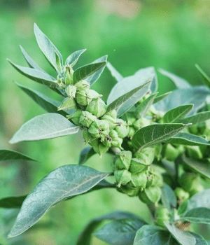 Ashwagandha - Herb Names Begins With A