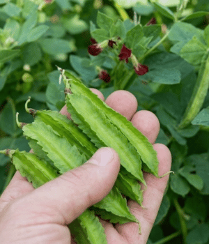 Asparagus Pea