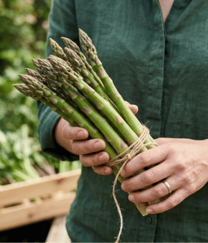 Asparagus