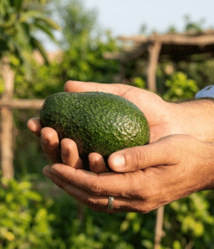 Avocado