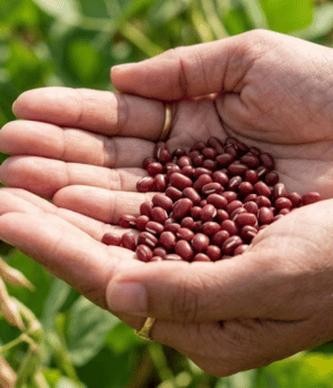 Azuki Bean
