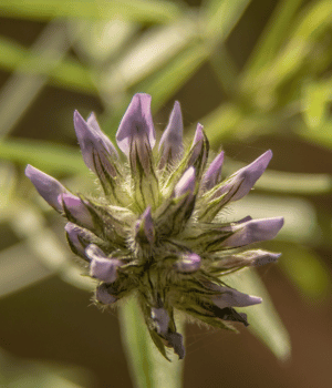 Balm of Gilead - Herbs That Start With B
