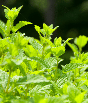 Balm