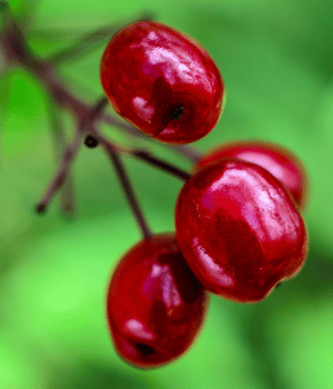 Baneberry - Herbs That Start With B