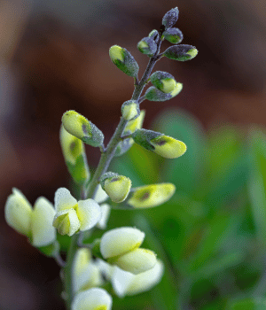 Baptisia - Herbs That Start With B