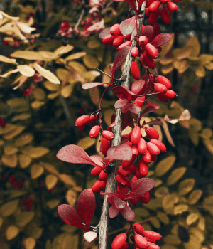 Barberry - Herbs That Start With B