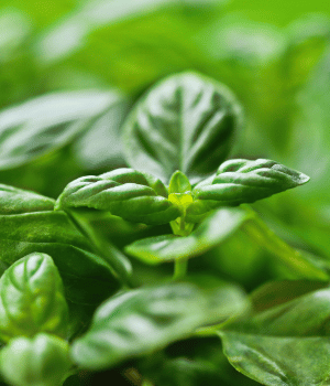 Basil - Herbs That Start With B