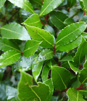 Bay Laurel - Herbs Starting With B