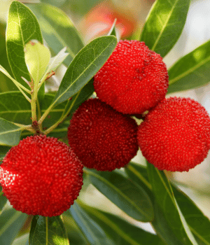 Bayberry - Herb Starting With B