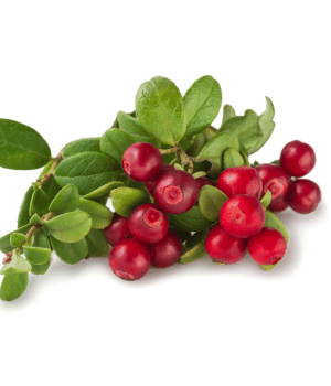 Bearberry - Herbs Starting With B