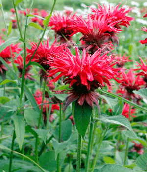 Bee Balm - Herbs Starting With B