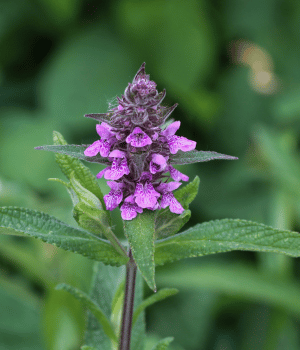 Betony - Herb Names That Begins With B