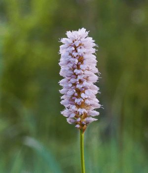 Bistort - Herb Names That Begins With B