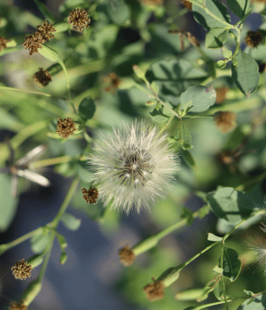 Bolivian Coriander - Spice Names That Begins With B
