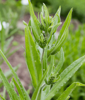 Calamint - Herbs that Start With C