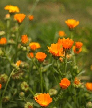 Calendula - Herbs that Start With C
