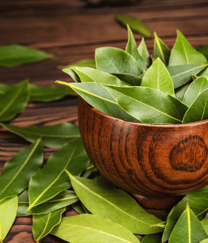California Bay - Herbs that Start With C