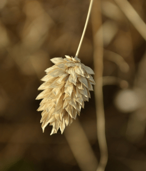 Canary Seed - Grains Names and Pictures