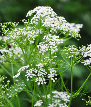 Caraway - Herbs that Start With C