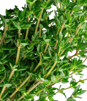 Cat Thyme - Herbs that Start With C