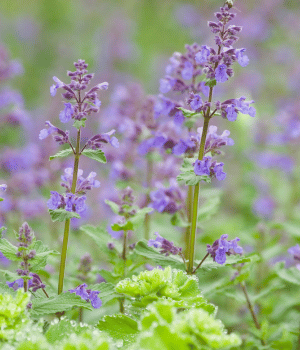 Catnip - Herbs beginning with C